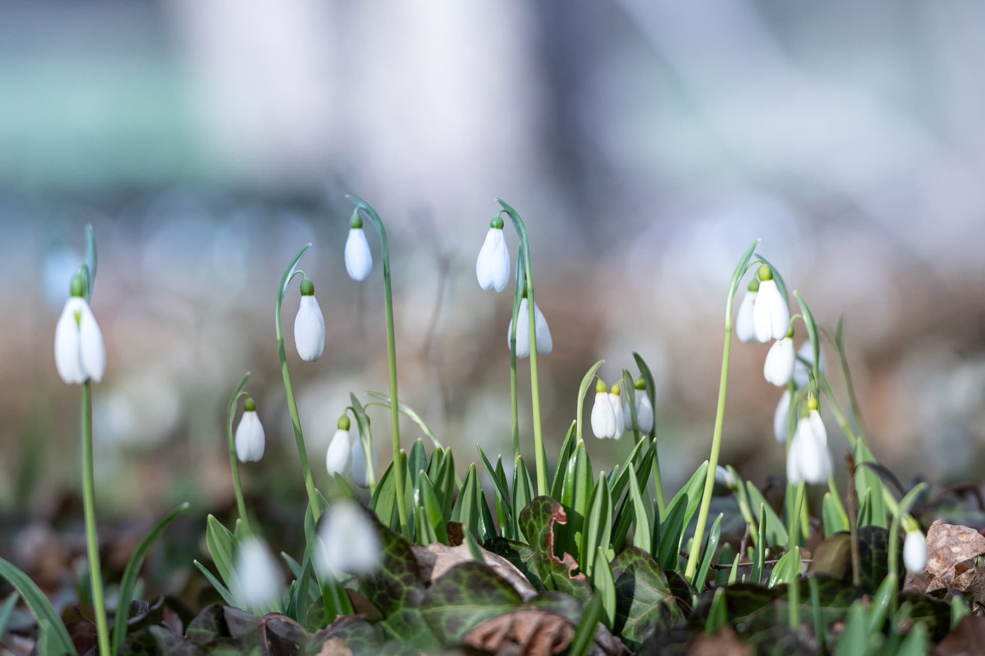 Hóvirágünnep az arborétumban
