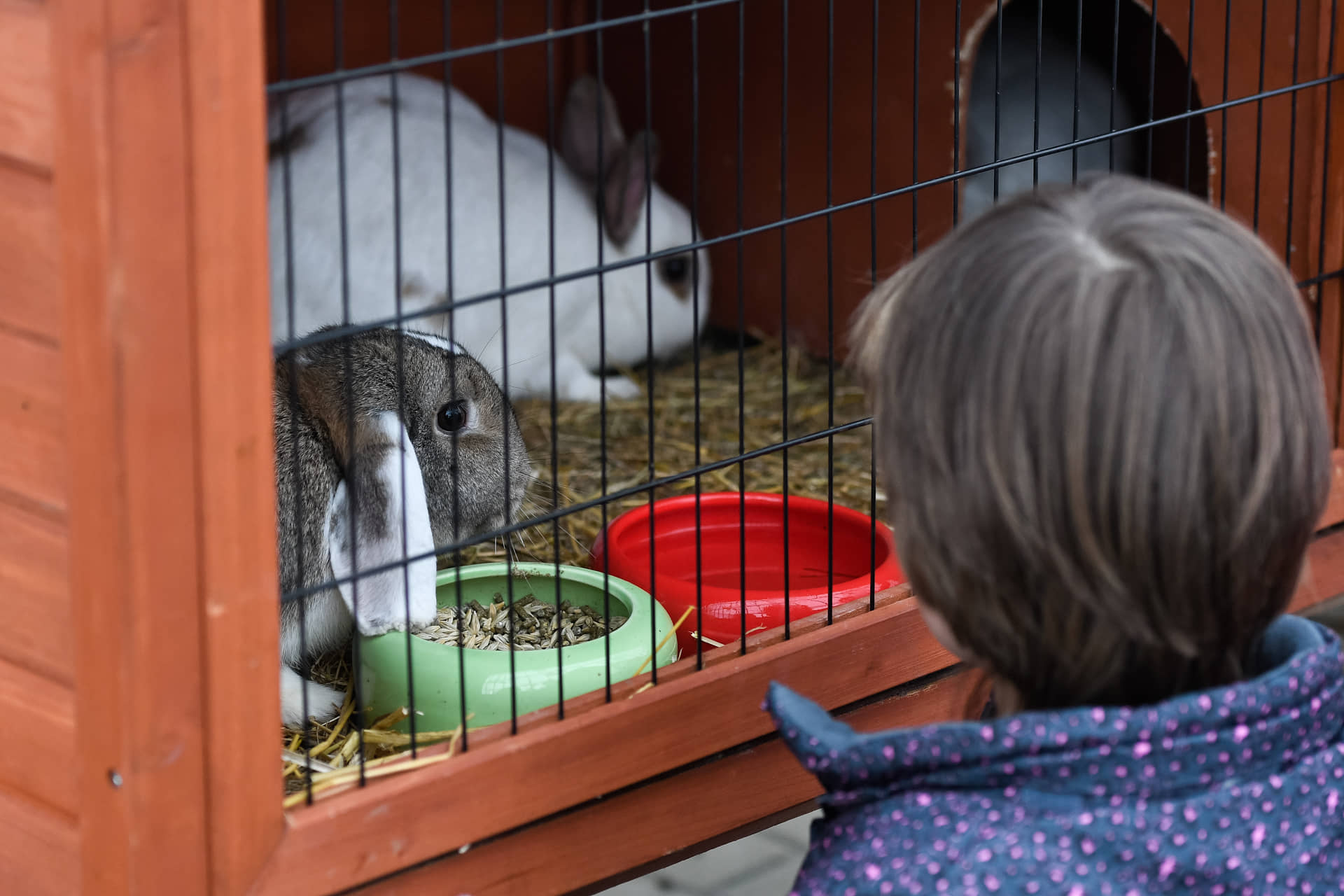 II.HÚSVÉTI TOJÁSKERESŐ